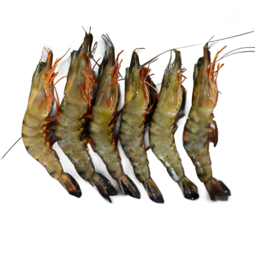 Black Tiger Shrimps (Fresh)