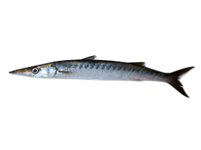 Barracuda Fish (Fresh)