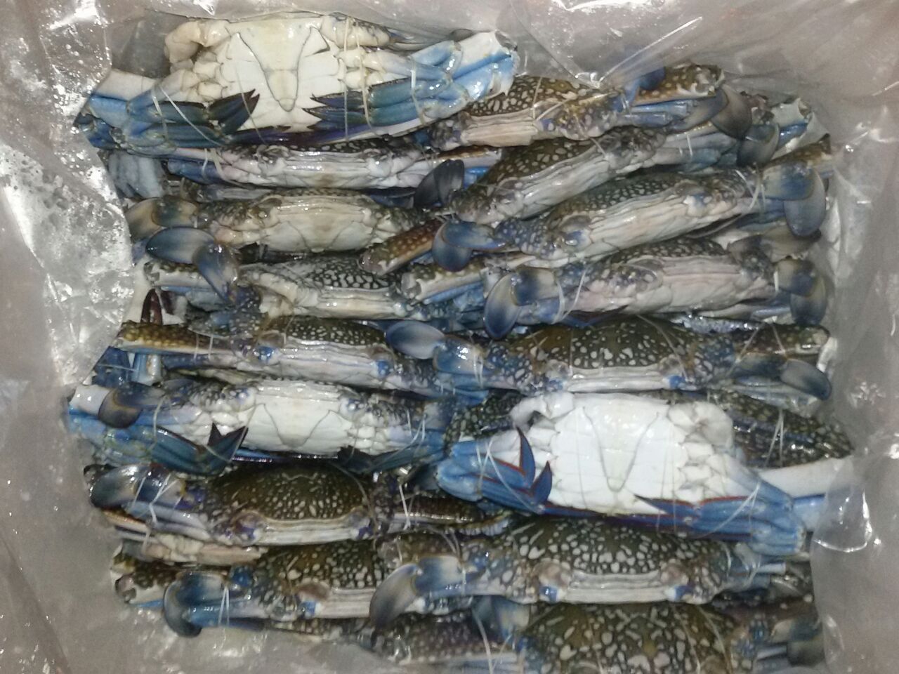 Blue Crab Whole (Frozen)