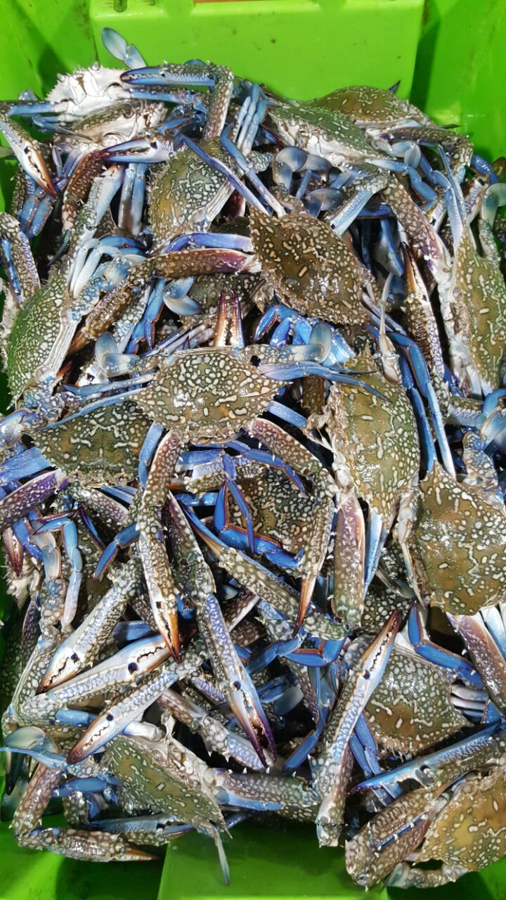 Blue Crab Whole (Fresh)