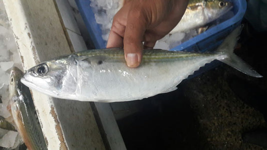 Mackeral Fish (Fresh)