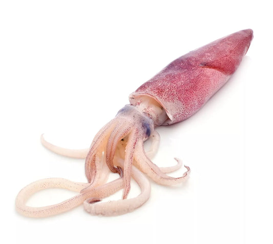 Squid Whole (Frozen)