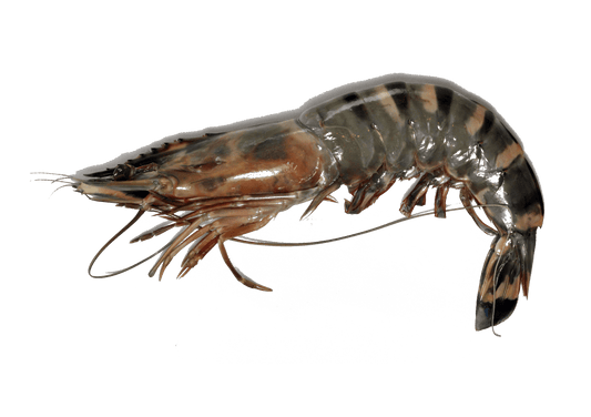 Black Tiger Shrimps (Frozen)