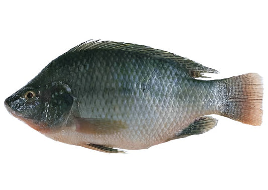 Tilapia Whole Fish (Fresh)